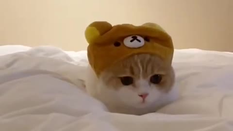 A cute pusy cat