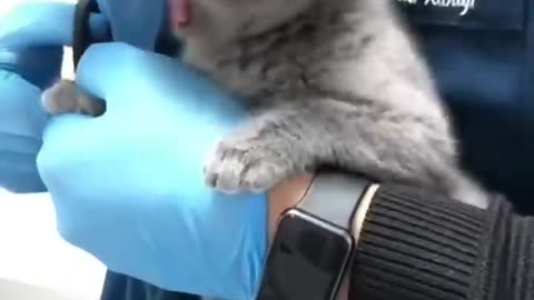 Beauty treatment of cats so cute and funny videoss