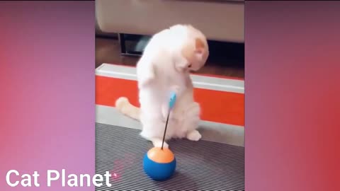 Cute and Funny Cat Videos to Keep You Smile