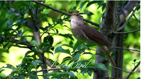 Singing nightingale the best song ever at any time at any where. The best bird song.