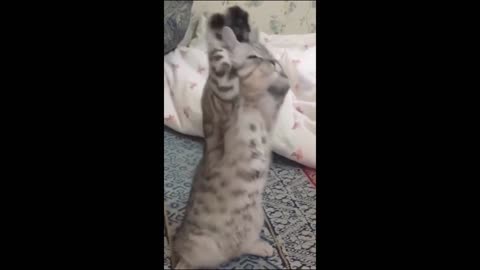 Funny animal videos - Funny cats/dogs - Funny animals Part 2