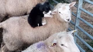 Puppy Playtime with Sheep