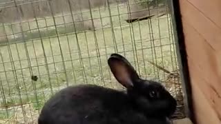 ARK OF GRACE: CALI THE BUNNY IS A MOMMY!! NEW BABY ALERT!