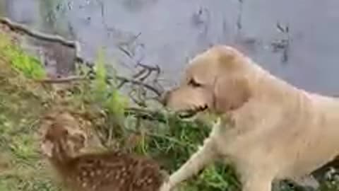 Perrito nada sin parar en el lago hasta salvar a un ciervo bebé que se ahogaba (2)