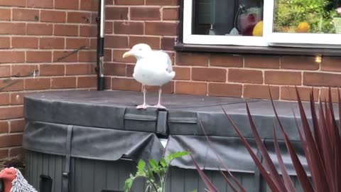 Seagull-beggar knocks on the window 😀🤣