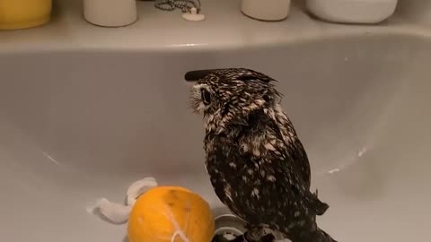an owl in the bath 😄🚿🦉