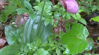 Lady's Slippers