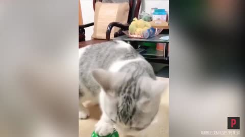 Cat demands food by ringing the bell: Bring me food!