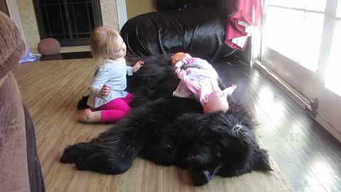 Little girl preciously sings to her Newfoundland dog