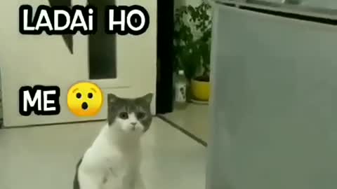 Funny video || when relatives fights || funny cat