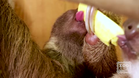 Infant sloth try new foods.