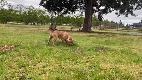 German Shepherd Attacks Pitbull