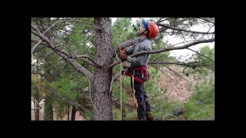 TreeNewal Climbing Crew Pruning Dead and Diseased Wood - Sustainable Tree Care