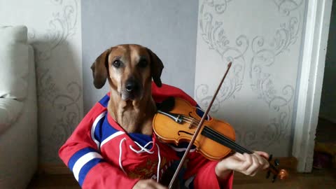 Funny animals dog play violin