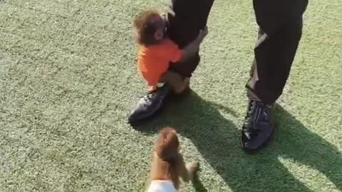 Baby baboons playing with the breeder