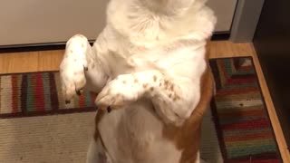 Brown white dog sitting hind legs