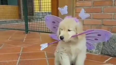 My dog is also a fairy