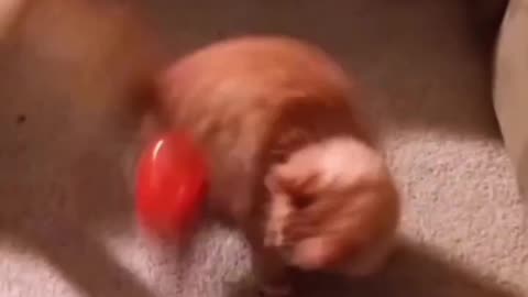Funny Cat and Dog Video