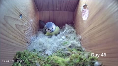 From empty nest to first egg in less than 8 minutes! - BlueTit nest box live camera highlights