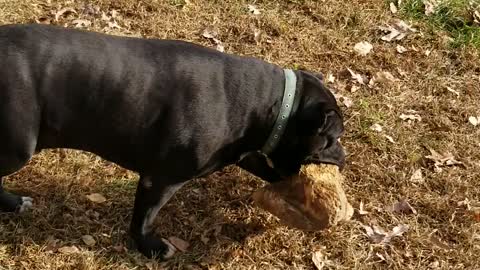 Scruffy loves his "stick"