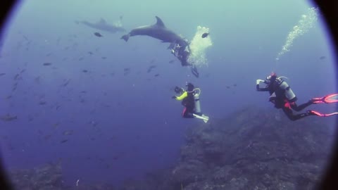 Wild dolphin wants scuba divers to scratch his tummy