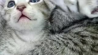 Momy and her Kitten