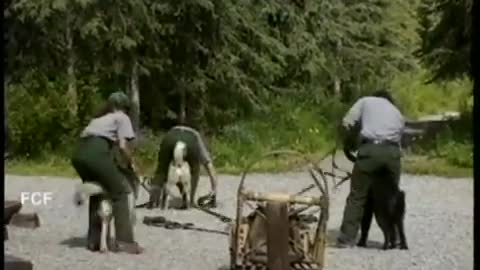 Dog Sled Demonstration -- Denali National Park, Alaska