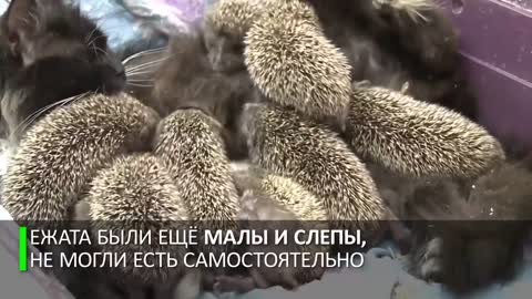 The cat was sheltered by the hedgehogs.