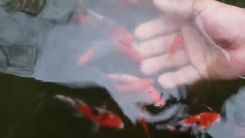 Very Friendly Koi Fish