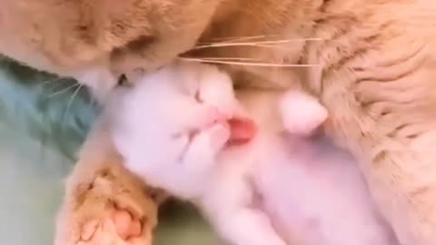 Mom Cat loves her baby Kittens very much