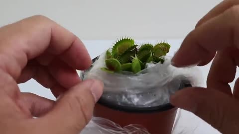 Venus Flytrap Hunting Mosquitoes / Dionaea