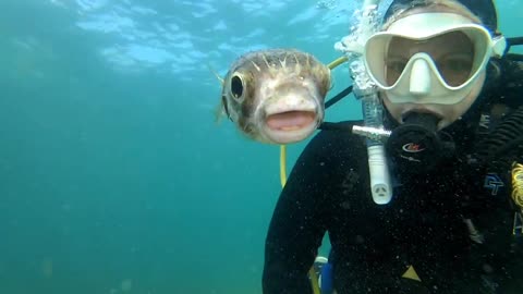 Curious Fish Wants A Selfie