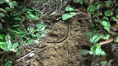 Trapdoor Spider Gets A Home Delivery