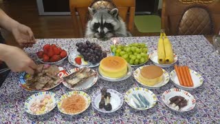 Raccoon celebrates birthday like a king