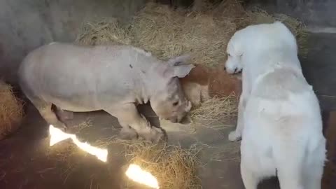 Baby rhino Thaba meets David the Anatolian Shepherd dog for the first time