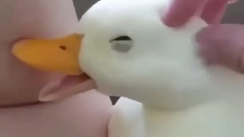 Cute Talking duck