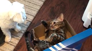 White dog playing with grey cat inside blue box