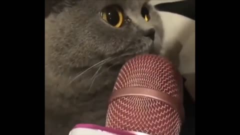 Funny cat that talks into a microphone