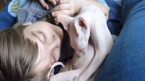 Sphynx cat suckling on herself