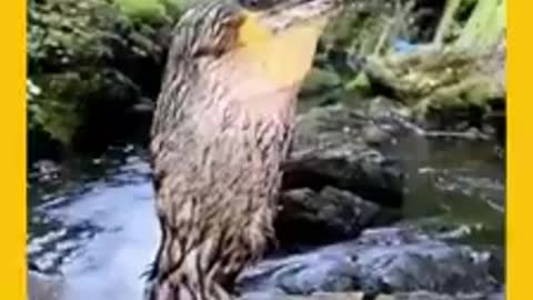 Duck eats the big fish by one bite