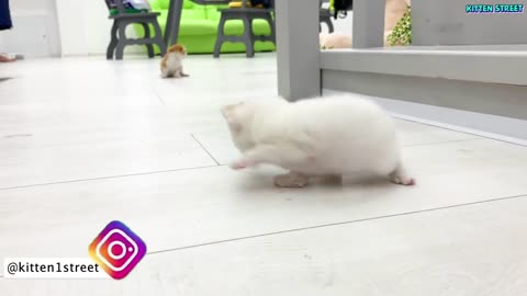 Kitten Willie teaches his sister to run