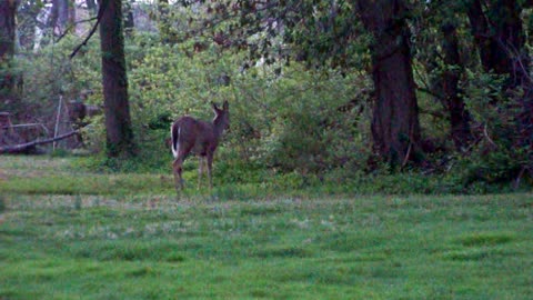 Dancing deer