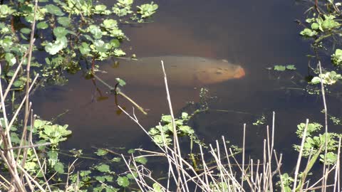 large fish taking care of its nest