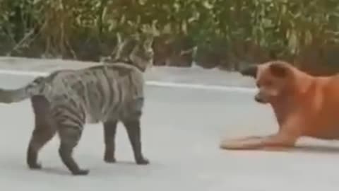 Funny pets video 🤣🤣🤣