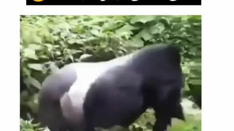 Man saved from monkey