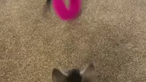 Kitten head bounce