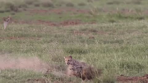 #cheetah hunting a rabbit