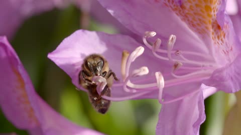 Macro Close Record Bee Collects Nectar From Purple flower