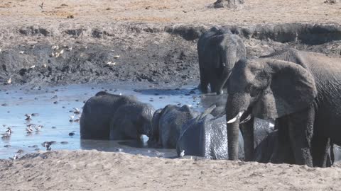 Herd of African Bush elephants enjoying a mud bath