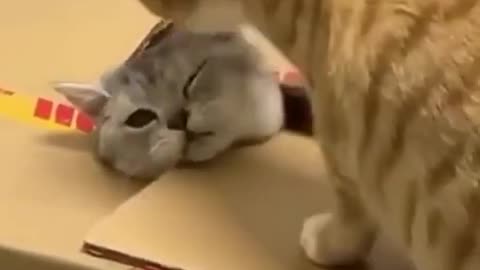 Cute kittens playing with a box